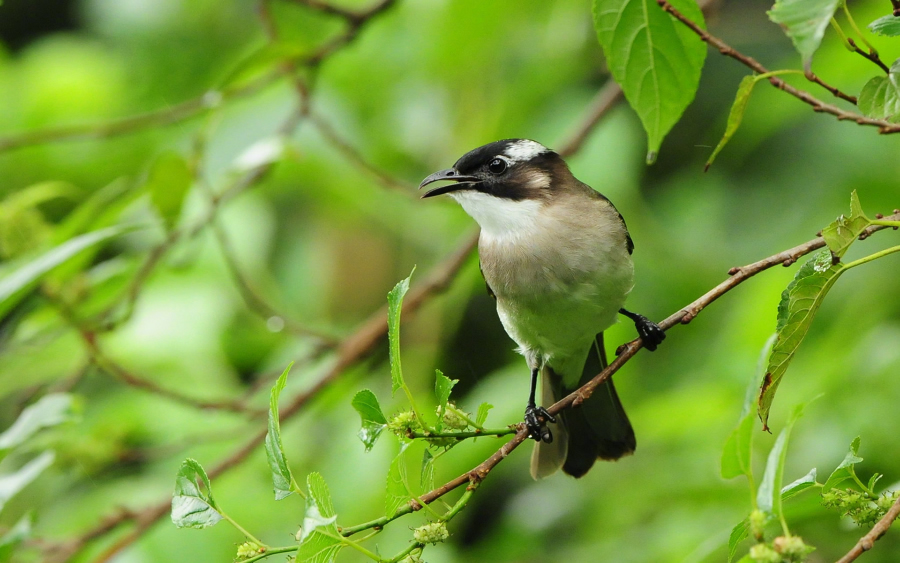 精致可愛(ài)小鳥(niǎo)高清圖片欣賞