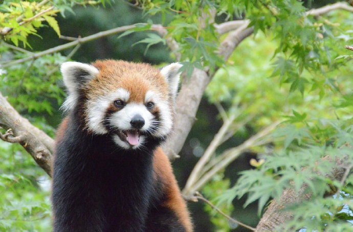 小熊猫在树上玩耍的模样图片欣赏