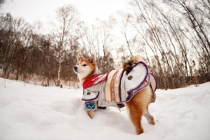 一组可爱的柴犬狗狗雪景照图片