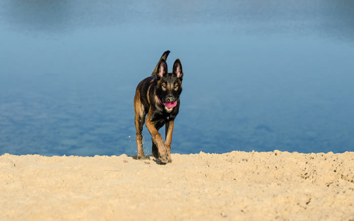 一组威猛的比利时玛利诺犬图片欣赏