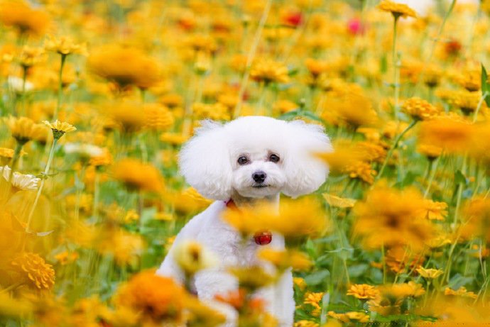 一组沉浸在美丽花海贵宾犬