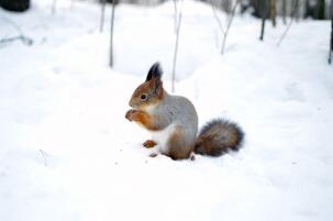 雪地里吃東西的小松鼠圖片欣賞