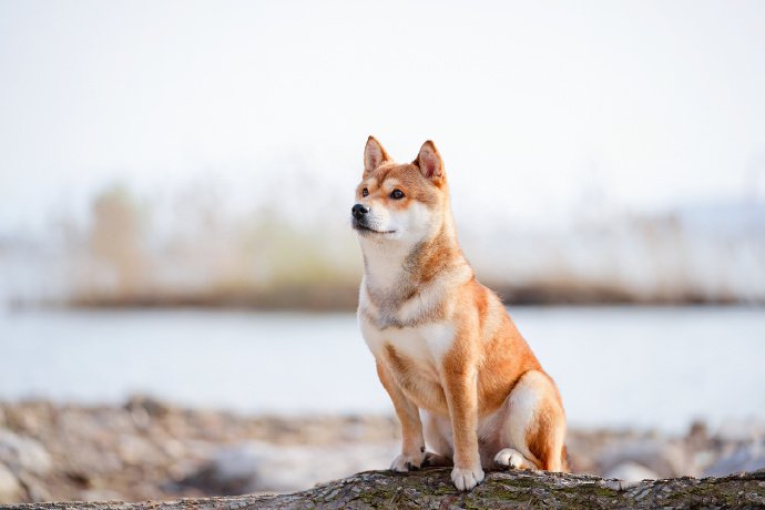 一组穿着西装的柴犬狗狗