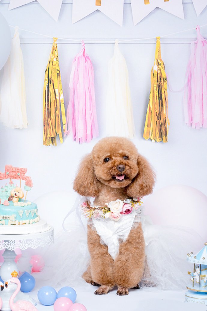 开心过生日的泰迪狗狗图片