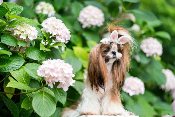 一组绣球花下可爱蝴蝶犬图片