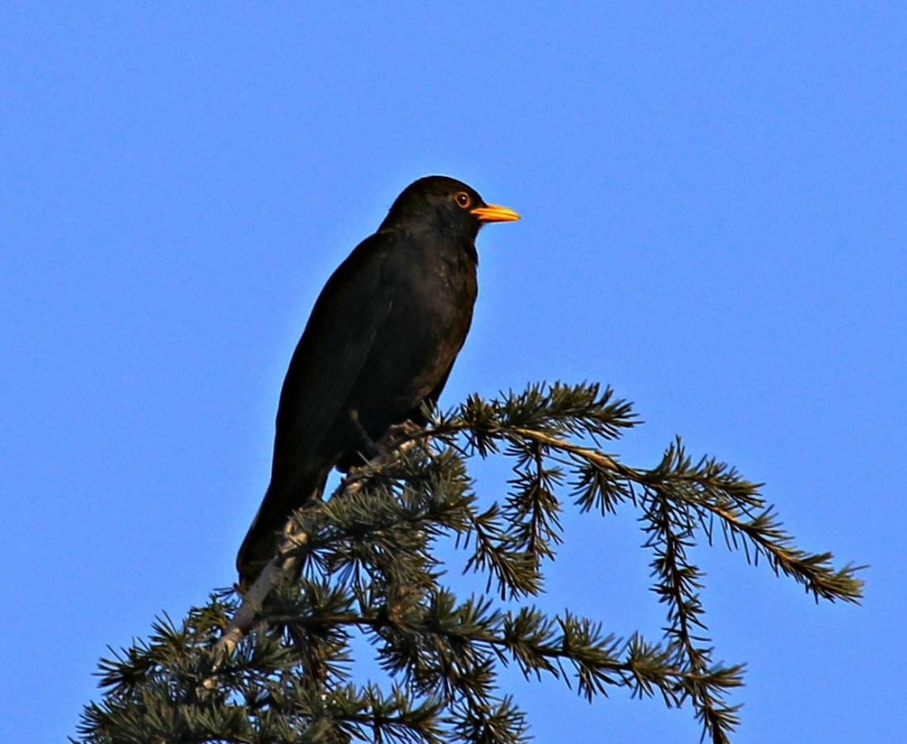 烏鶇是瑞典的國(guó)鳥