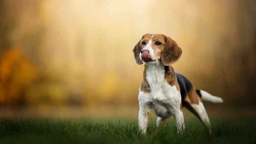 开朗可爱的比格犬图片