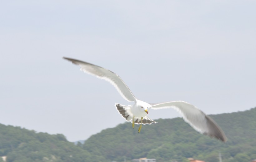 海鸥图片