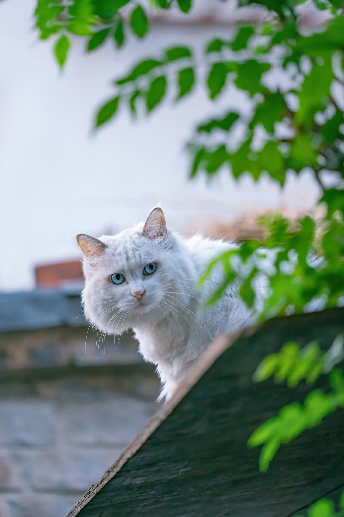 北京初秋的长毛大猫，颜值颇高