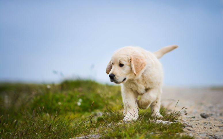 萌萌哒招人爱的金毛犬图片