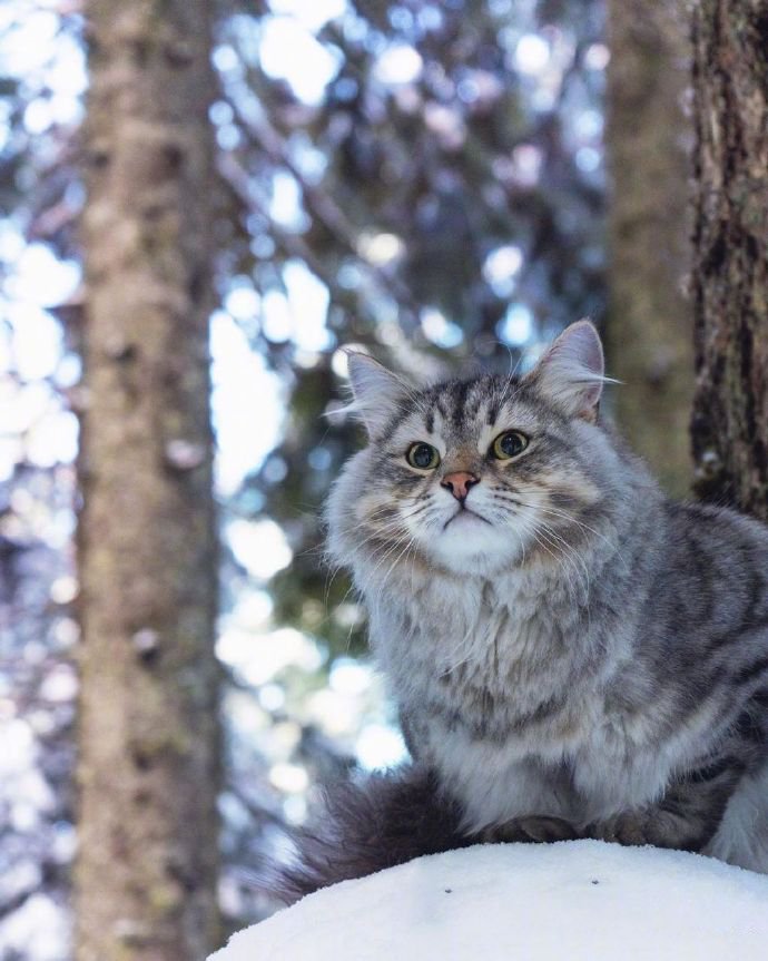 在温哥华林间雪地上漫步的西伯利亚森林猫