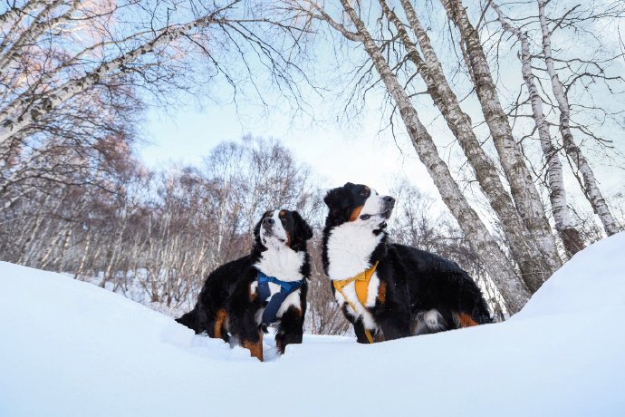 伯恩山的雪景哦～～超好看