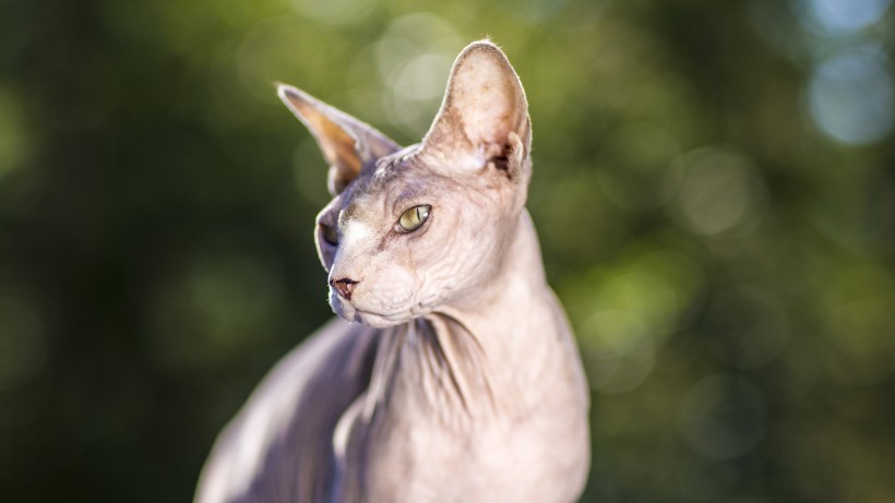 加拿大无毛猫近距离拍摄图片