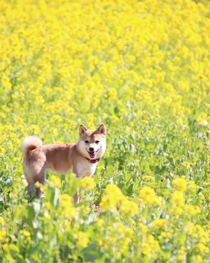 油菜花海和元气满满的小柴犬图片