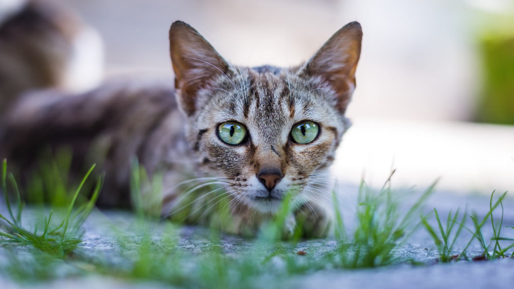 可爱的小猫猫图片