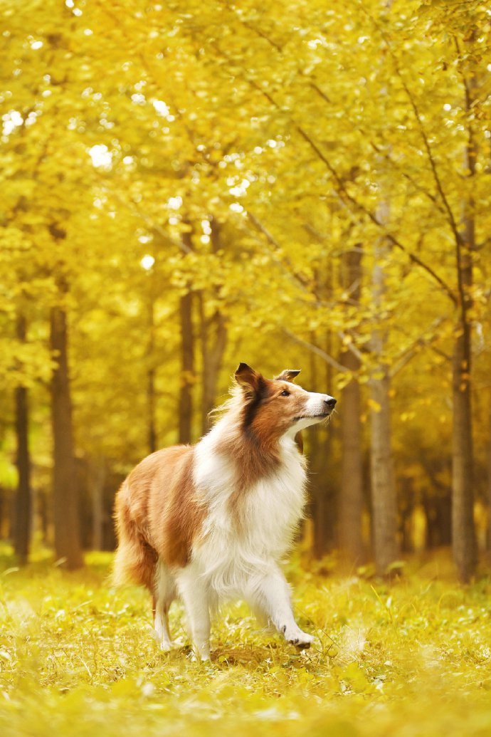 漂亮秋景下优雅的苏牧犬图片