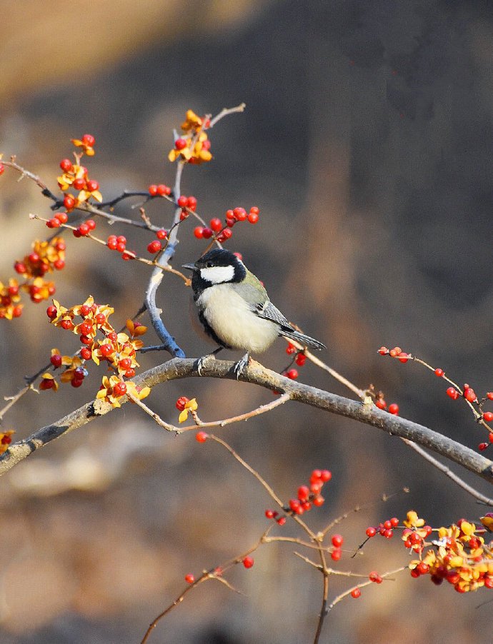 山鳥踏枝紅，聆取問春風(fēng)