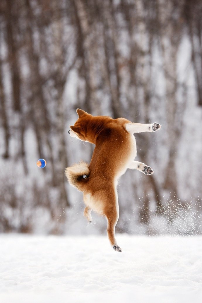 一组可爱的柴犬狗狗雪景照图片