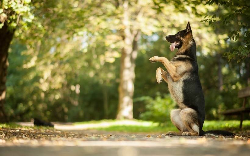 敏捷可爱的德国牧羊犬图片