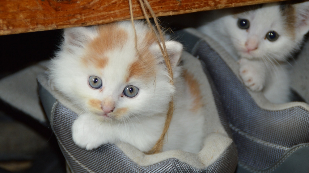 可爱萌萌的小猫咪图片