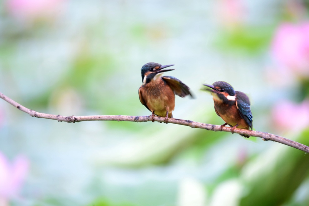 翠鳥休息圖片