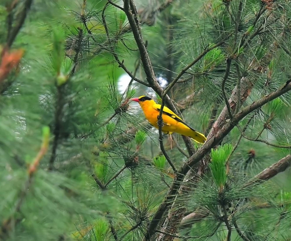 黃鸝鳥精美高清圖片欣賞