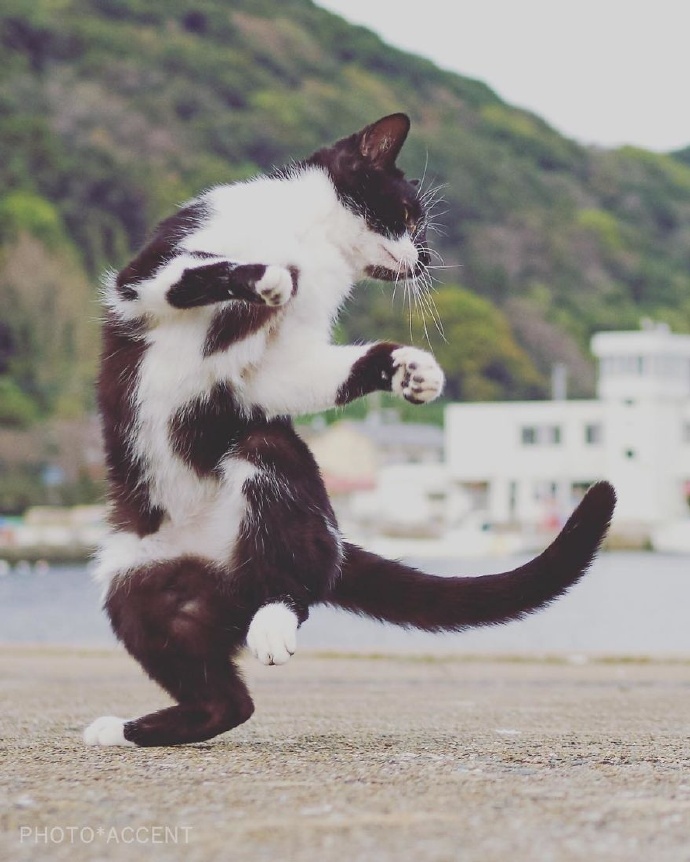旋转跳跃的猫猫图片