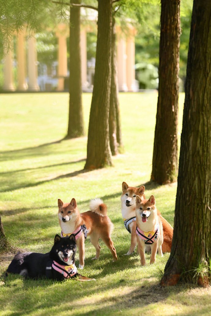 四只可爱活泼的小柴犬图片欣赏