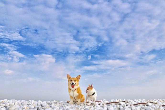 一组萌萌哒的狗狗和天空的合影图片