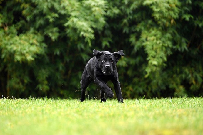 一组黑色可爱聪明的拉布拉多狗狗