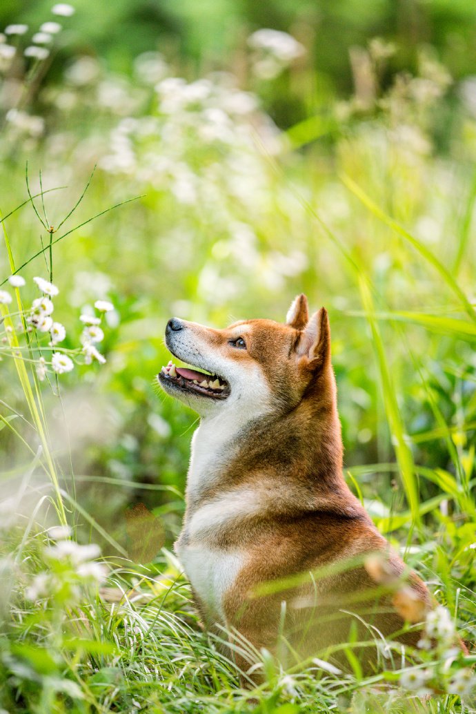 青青草地里可愛(ài)的柴犬圖片