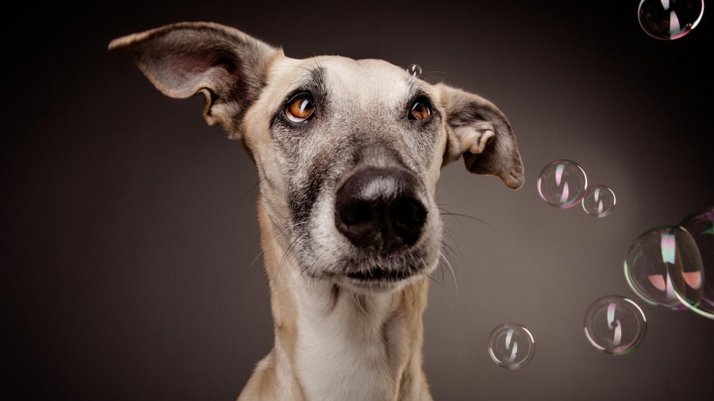 一组温和而柔顺的惠比特犬图片