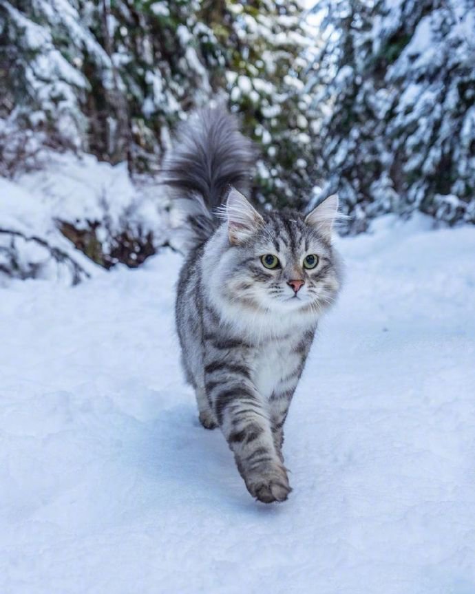 在温哥华林间雪地上漫步的西伯利亚森林猫