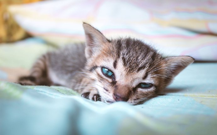 非常可爱的猫咪摄影图片