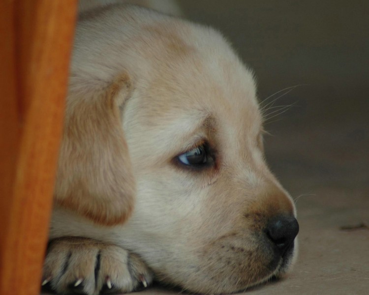 拉布拉多猎犬图片