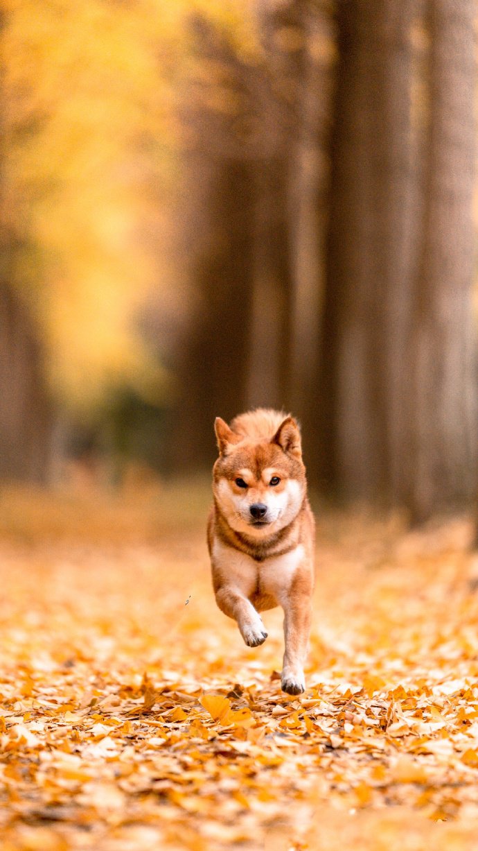 黃色唯美景色下的柴犬狗狗