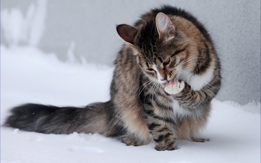 雪地上玩耍的猫咪写真图片