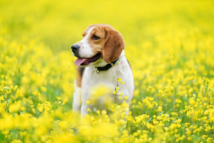 油菜花中精力旺盛的比格犬狗狗