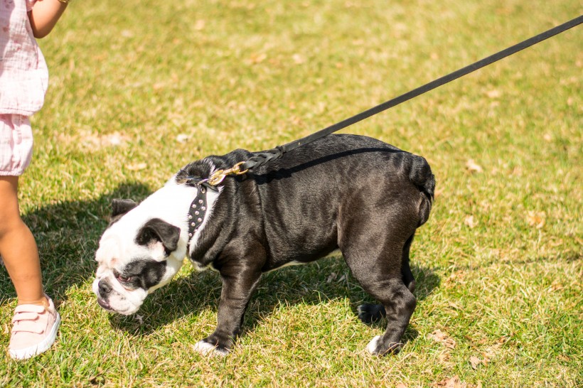 一组安静可爱的斗牛犬图片欣赏