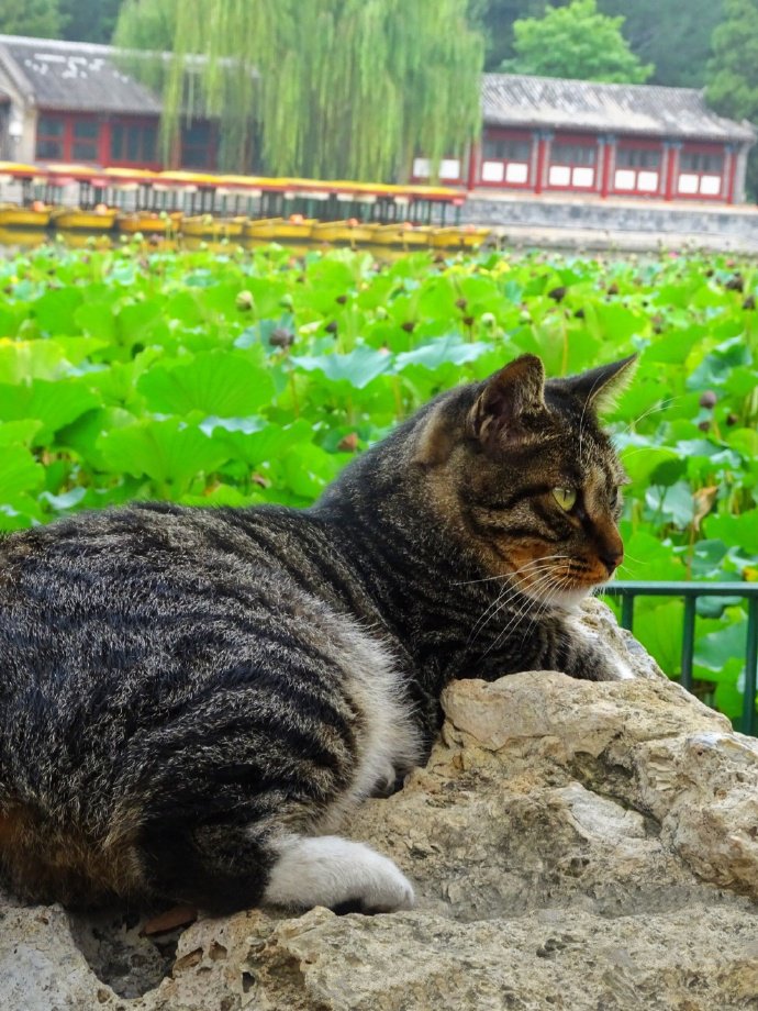 一组高冷的狸花猫图片