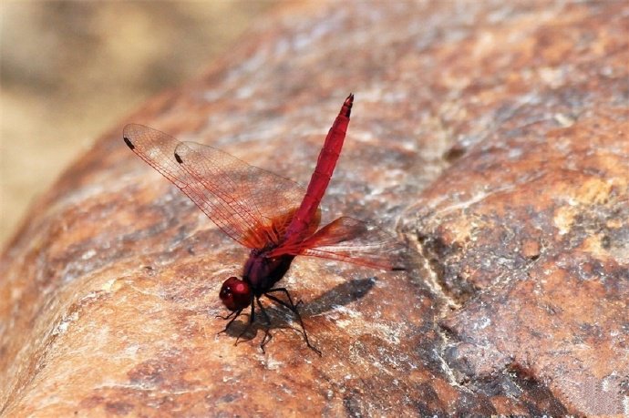 矯捷、靈巧、圓活的紫色蜻蜓圖片