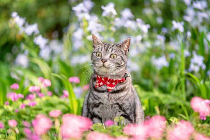 花丛中的虎斑猫图片