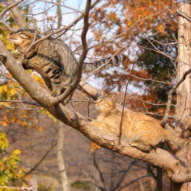 一组落叶下的猫咪图片