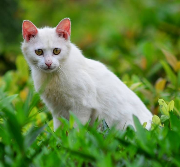 一组白色的猫咪图片