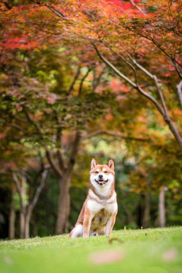 有著甜甜笑容的可愛柴犬圖片