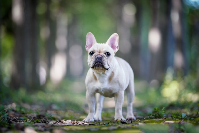 跑的飞快的小短腿斗牛犬