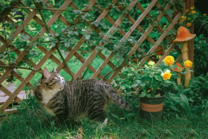 在秘密花园里的狸花猫图片