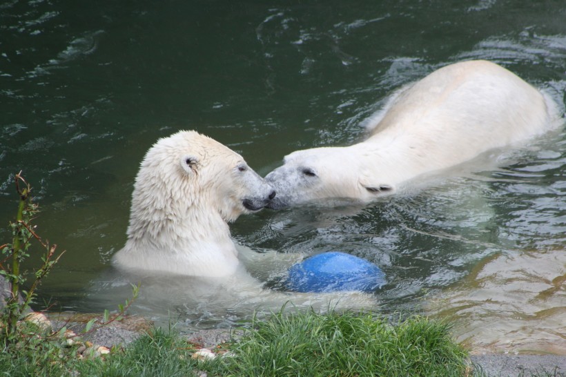 動物園中的北極熊圖片