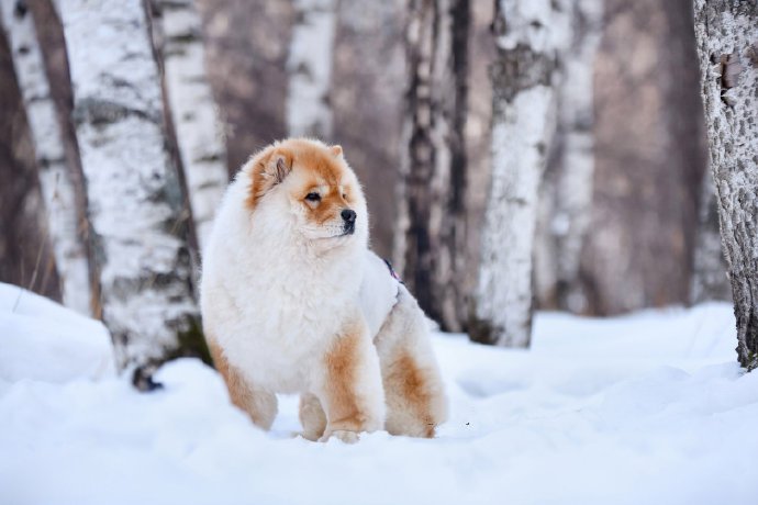 一组毛色独特的松狮犬图片