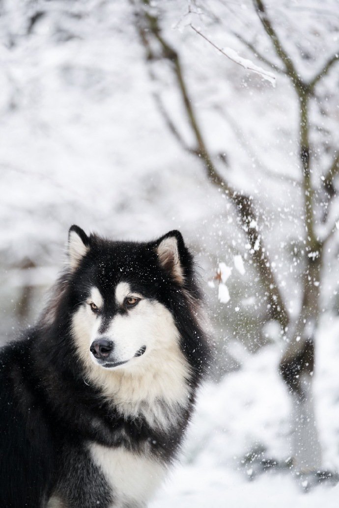 下雪天唯美的阿拉斯加图片